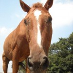 本日の馬場は、最高です！来て来て♪